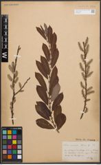Foto von Salix cinerea L.